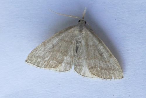 Pechipogo strigilata
